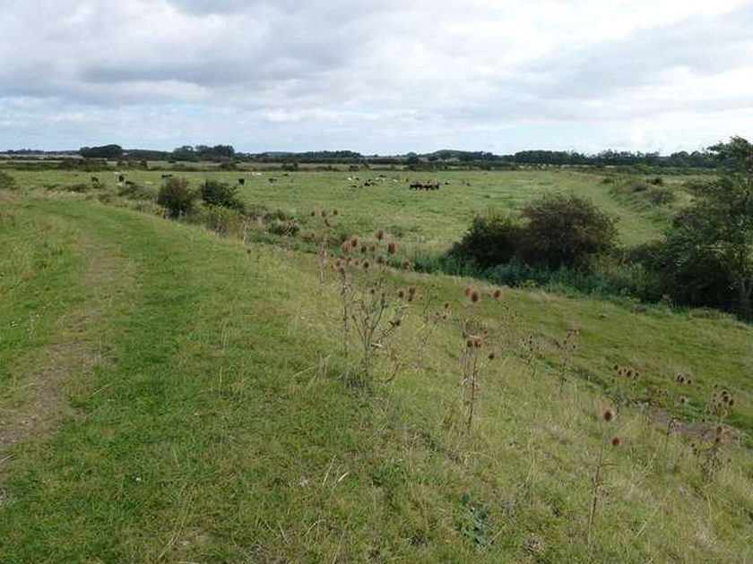 Cattle grazing in Heacham